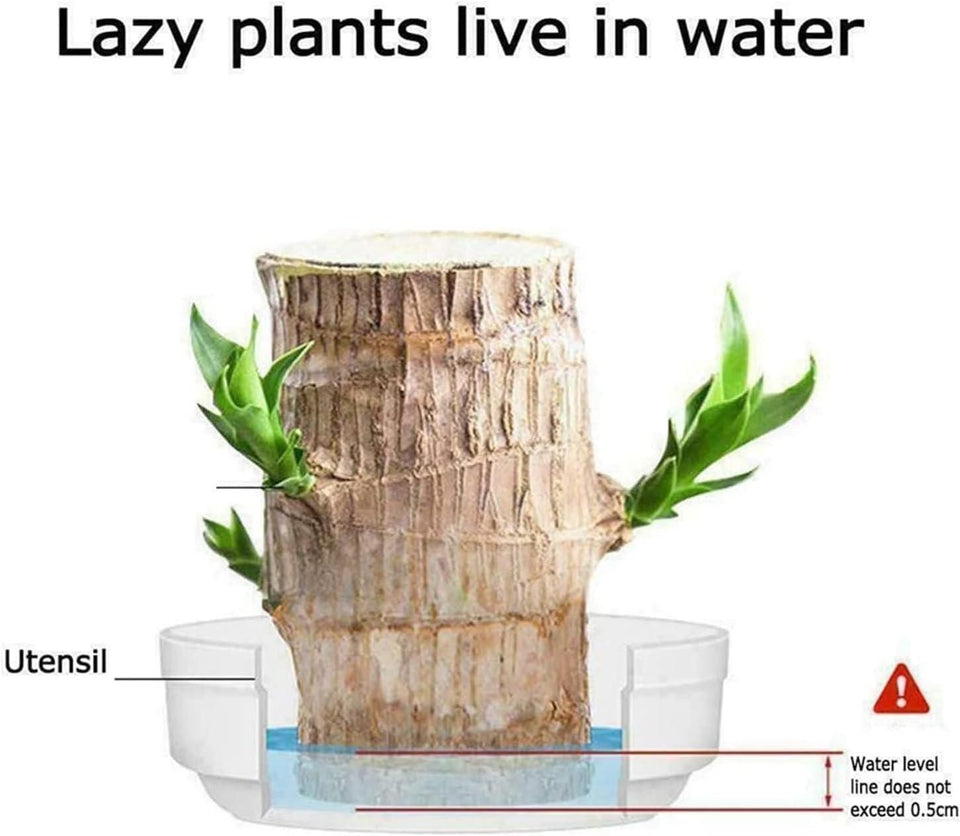 Lucky money plant