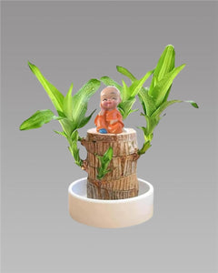 Lucky money plant
