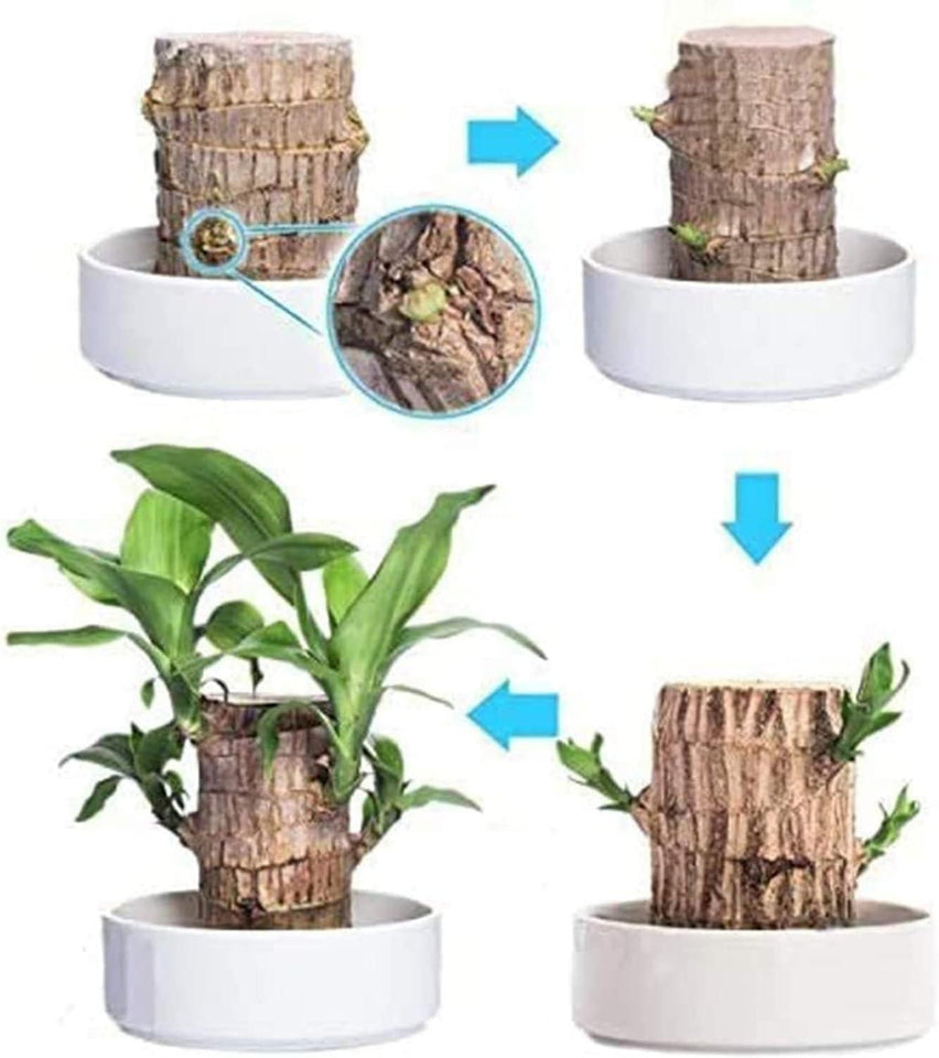 Lucky money plant