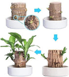 Lucky money plant