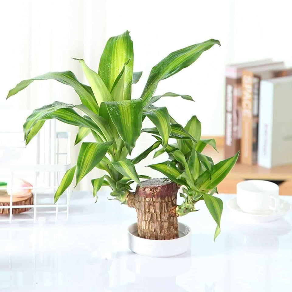 Lucky money plant