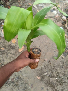 Lucky money plant