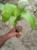 Lucky money plant
