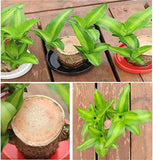 Lucky money plant